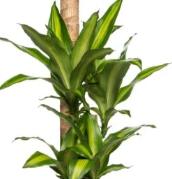 Drakenbloedboom (Dracaena Fragrans 'Massangeana') D 24 H 125 Cm -Groene Bloom Winkel 8717263644989 2