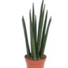 Vrouwentong (Sansevieria Bacularis 'Mikado') D 6 H 20 Cm 2 Vrouwentong (Sansevieria Bacularis 'Mikado') D 6 H 20 Cm -Groene Bloom Winkel 8717263645009