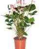 Flamingoplant (Anthurium Andreanum 'Amalia Elegance') D 21 H 70 Cm 1 Flamingoplant (Anthurium Andreanum 'Amalia Elegance') D 21 H 70 Cm -Groene Bloom Winkel 8717263645153 1