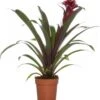 Guzmania (Guzmania 'Fransesca') D 12 H 35 Cm -Groene Bloom Winkel 8717263645719