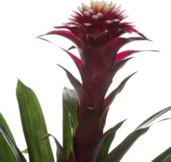 Guzmania (Guzmania 'Fransesca') D 12 H 35 Cm -Groene Bloom Winkel 8717263645719 2