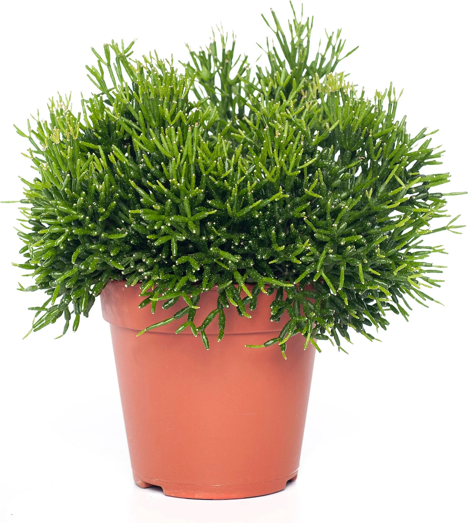 Koraalcactus (Hatiora Salicornioides) D 12 H 25 Cm 3 Koraalcactus (Hatiora Salicornioides) D 12 H 25 Cm