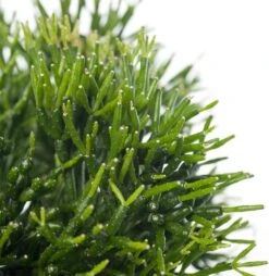 Koraalcactus (Hatiora Salicornioides) D 12 H 25 Cm 5 Koraalcactus (Hatiora Salicornioides) D 12 H 25 Cm -Groene Bloom Winkel 8717263646174 1 2