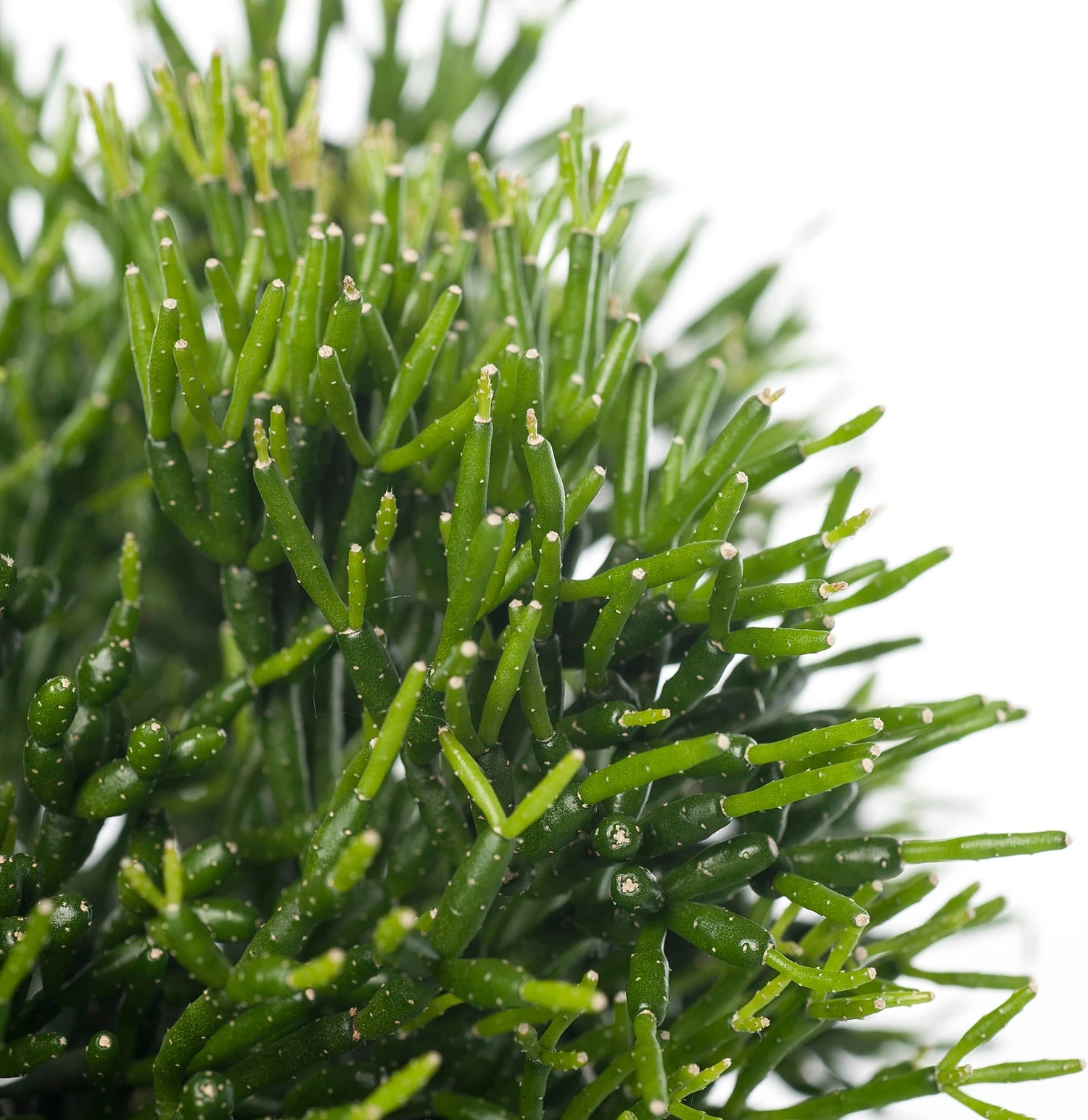 Koraalcactus (Hatiora Salicornioides) D 12 H 25 Cm 4 Koraalcactus (Hatiora Salicornioides) D 12 H 25 Cm - Afbeelding 2