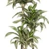 Drakenbloedboom (Dracaena Fragrans (D) 'Jade Jewel') D 21 H 95 Cm 1 Drakenbloedboom (Dracaena Fragrans (D) 'Jade Jewel') D 21 H 95 Cm -Groene Bloom Winkel 8717263647027 1 1