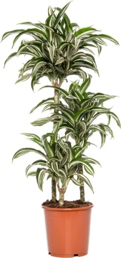 Drakenbloedboom (Dracaena Fragrans (D) 'Jade Jewel') D 21 H 95 Cm