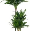 Drakenbloedboom (Dracaena Fragrans (C) 'Green Jewel') D 21 H 100 Cm 2 Drakenbloedboom (Dracaena Fragrans (C) 'Green Jewel') D 21 H 100 Cm -Groene Bloom Winkel 8717263647034 1