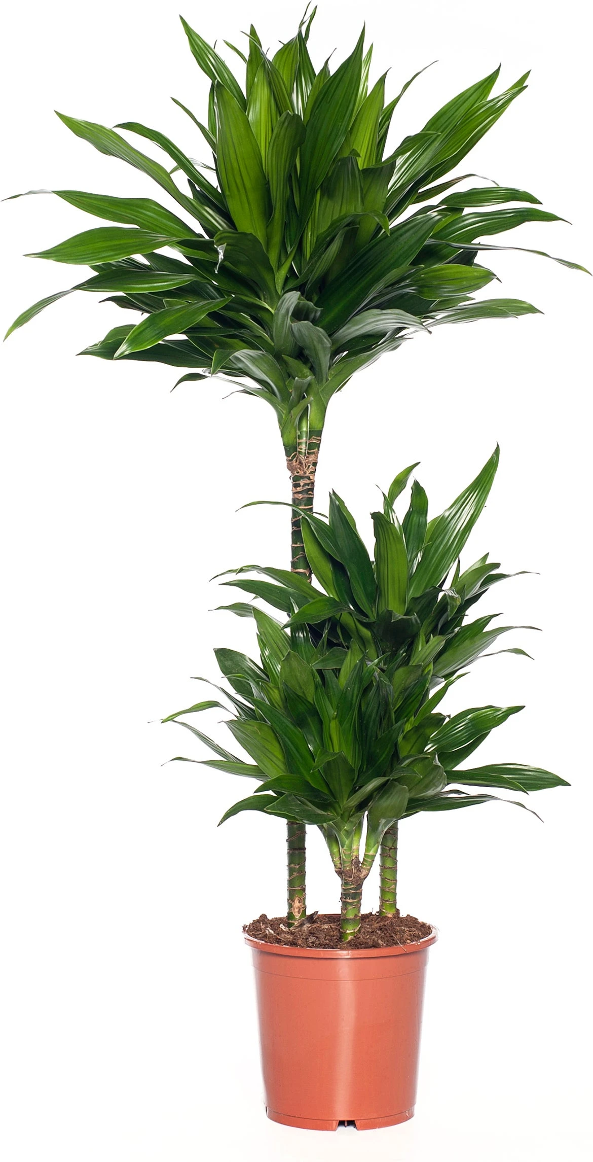 Drakenbloedboom (Dracaena Fragrans (C) 'Green Jewel') D 21 H 100 Cm 3 Drakenbloedboom (Dracaena Fragrans (C) 'Green Jewel') D 21 H 100 Cm