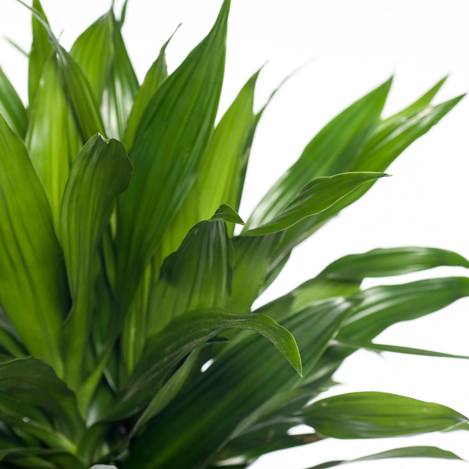 Drakenbloedboom (Dracaena Fragrans (C) 'Green Jewel') D 21 H 100 Cm 4 Drakenbloedboom (Dracaena Fragrans (C) 'Green Jewel') D 21 H 100 Cm - Afbeelding 2