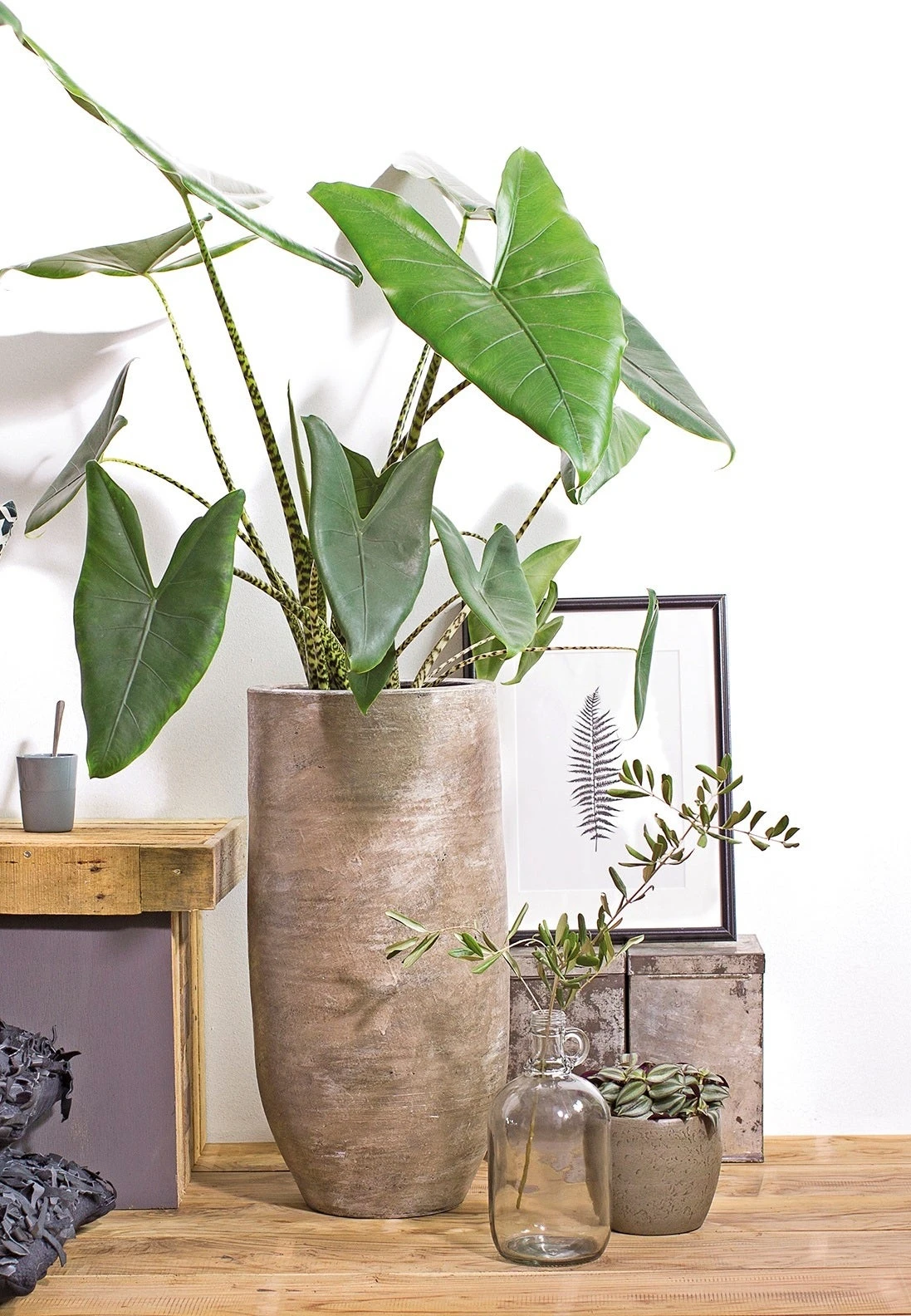 Olifantsoor (Alocasia Zebrina) D 24 H 90 Cm 4 Olifantsoor (Alocasia Zebrina) D 24 H 90 Cm - Afbeelding 2