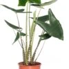Olifantsoor (Alocasia Zebrina) D 24 H 90 Cm 1 Olifantsoor (Alocasia Zebrina) D 24 H 90 Cm -Groene Bloom Winkel 8717263647195 1 2 1