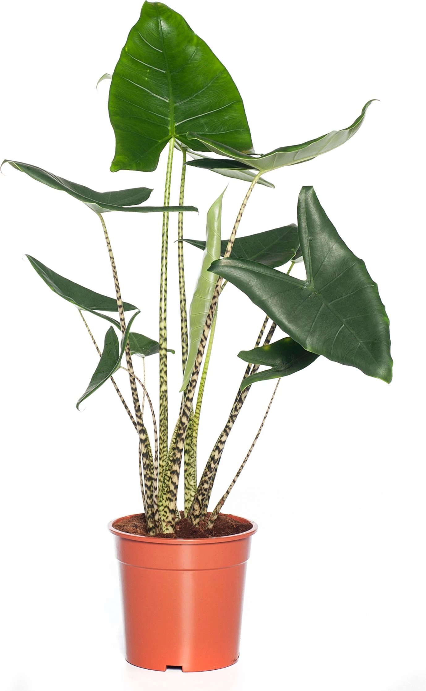 Olifantsoor (Alocasia Zebrina) D 24 H 90 Cm 3 Olifantsoor (Alocasia Zebrina) D 24 H 90 Cm