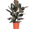 Rubberboom (Ficus Elastica 'Abidjan') D 24 H 85 Cm 1 Rubberboom (Ficus Elastica 'Abidjan') D 24 H 85 Cm -Groene Bloom Winkel 8717263647607