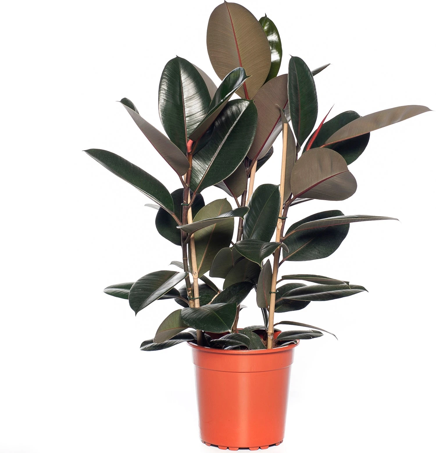 Rubberboom (Ficus Elastica 'Abidjan') D 24 H 85 Cm 3 Rubberboom (Ficus Elastica 'Abidjan') D 24 H 85 Cm