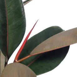 Rubberboom (Ficus Elastica 'Abidjan') D 24 H 85 Cm 5 Rubberboom (Ficus Elastica 'Abidjan') D 24 H 85 Cm -Groene Bloom Winkel 8717263647607 1 1