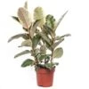 Rubberboom (Ficus Elastica 'Tineke') D 24 H 85 Cm 1 Rubberboom (Ficus Elastica 'Tineke') D 24 H 85 Cm -Groene Bloom Winkel 8717263647614