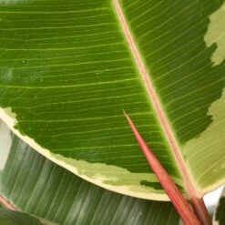 Rubberboom (Ficus Elastica 'Tineke') D 24 H 85 Cm 6 Rubberboom (Ficus Elastica 'Tineke') D 24 H 85 Cm -Groene Bloom Winkel 8717263647614 2