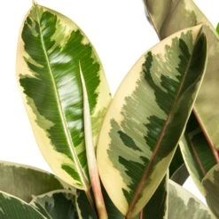 Rubberboom (Ficus Elastica 'Tineke') D 24 H 85 Cm 7 Rubberboom (Ficus Elastica 'Tineke') D 24 H 85 Cm -Groene Bloom Winkel 8717263647614 2 1