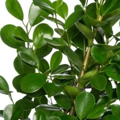 Vijgenboom (Ficus Microcarpa 'Moclame') D 24 H 90 Cm 5 Vijgenboom (Ficus Microcarpa 'Moclame') D 24 H 90 Cm -Groene Bloom Winkel 8717263647638 2