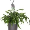 Kangoeroevaren In Hangpot (Microsorum Diversifolium) D 18 H 30 Cm -Groene Bloom Winkel 8717263648031 0