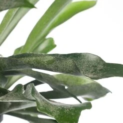 Hertshoornvaren In Hangpot (Platycerium Bifurcatum) D 18 H 25 Cm -Groene Bloom Winkel 8717263648055 2