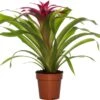 Guzmania (Guzmania 'Deseo Pink') D 12 H 45 Cm 2 Guzmania (Guzmania 'Deseo Pink') D 12 H 45 Cm -Groene Bloom Winkel 8717263648253