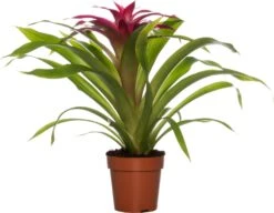 Guzmania (Guzmania 'Deseo Pink') D 12 H 45 Cm