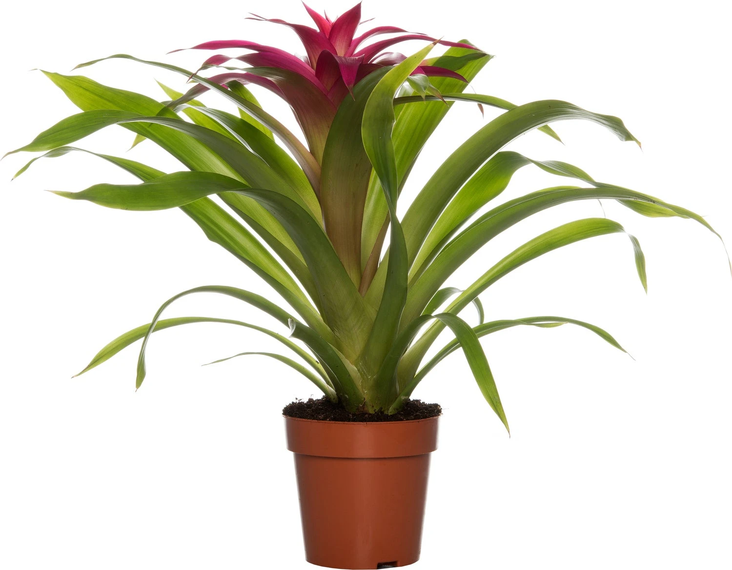 Guzmania (Guzmania 'Deseo Pink') D 12 H 45 Cm 3 Guzmania (Guzmania 'Deseo Pink') D 12 H 45 Cm