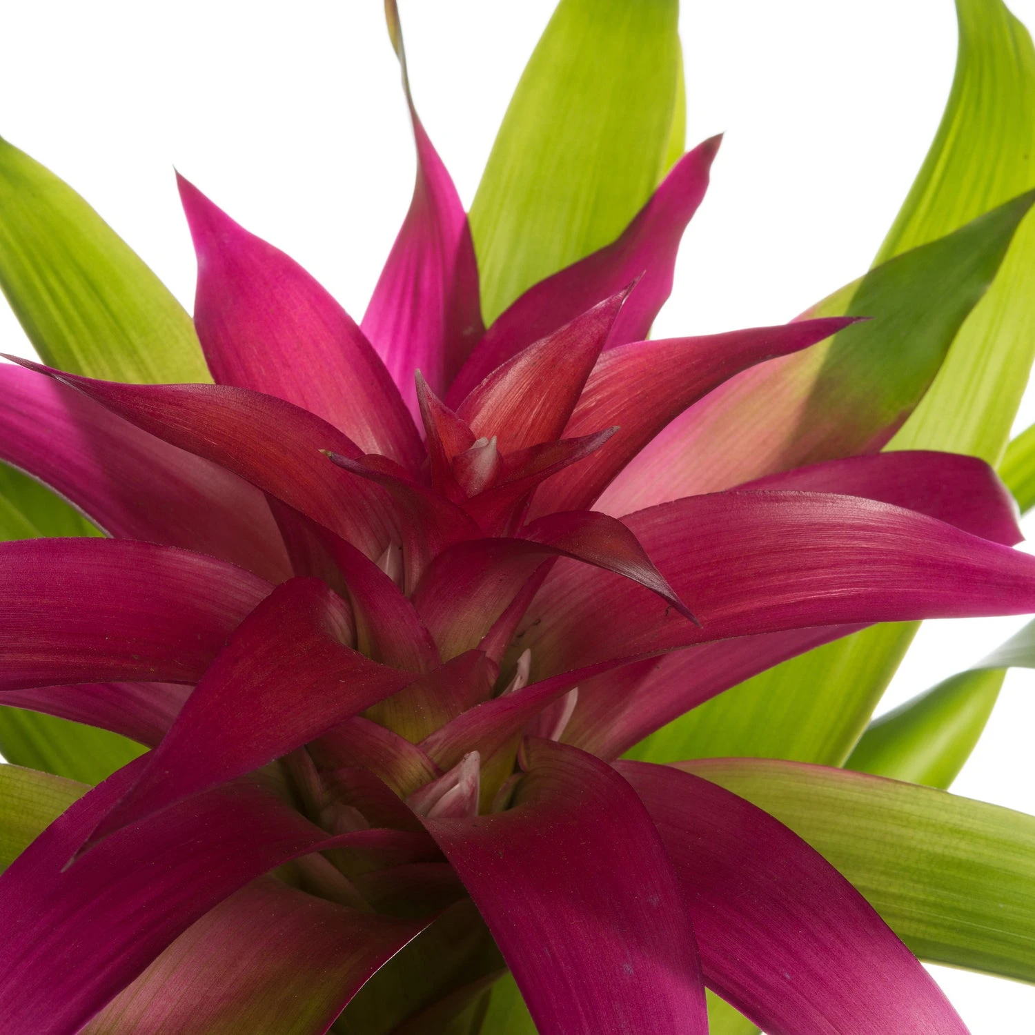 Guzmania (Guzmania 'Deseo Pink') D 12 H 45 Cm 4 Guzmania (Guzmania 'Deseo Pink') D 12 H 45 Cm - Afbeelding 2