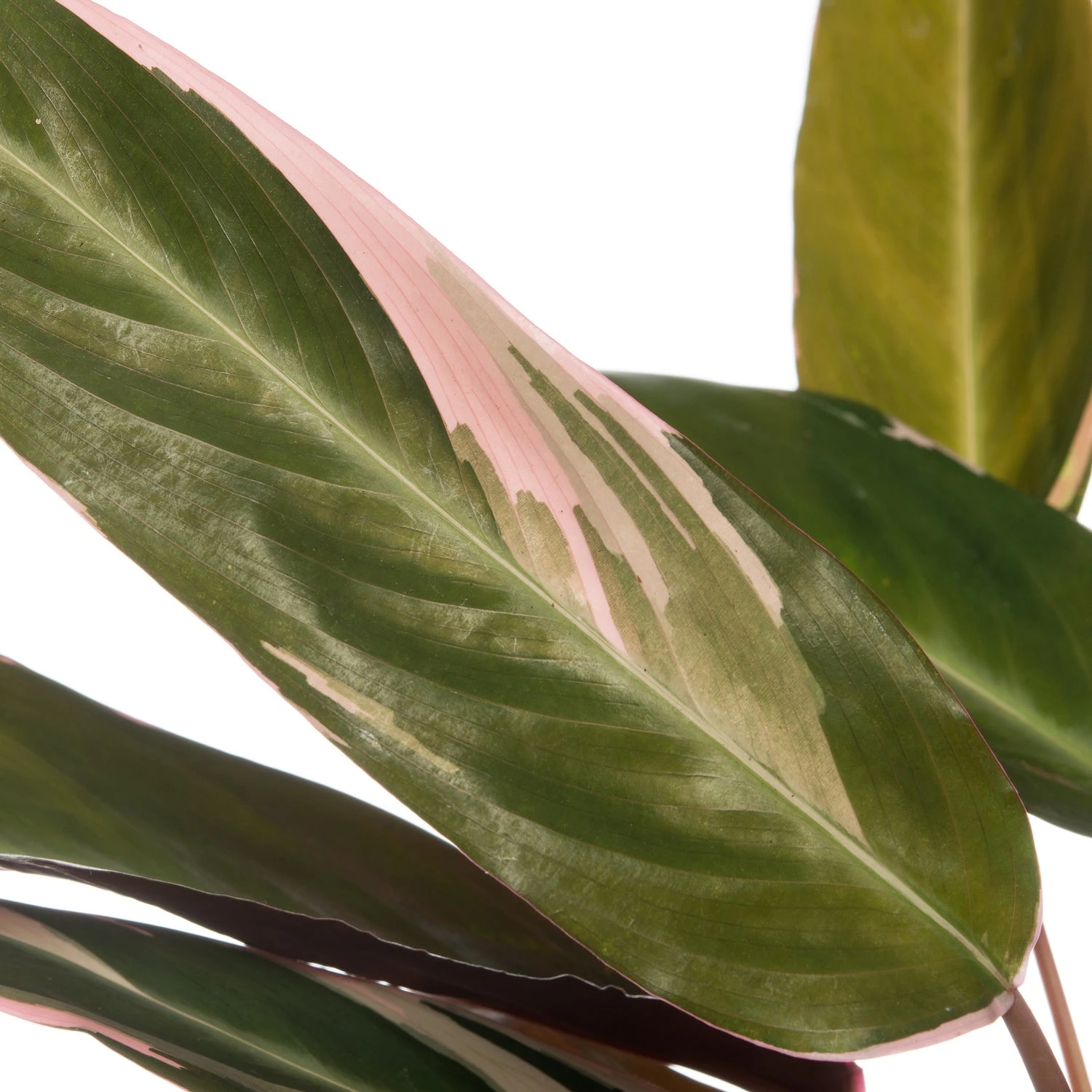 Stromanthe (Stromanthe Sanguinea 'Triostar') D 14 H 40 Cm 4 Stromanthe (Stromanthe Sanguinea 'Triostar') D 14 H 40 Cm - Afbeelding 2