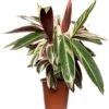 Stromanthe (Stromanthe Sanguinea 'Triostar') D 19 H 80 Cm -Groene Bloom Winkel 8717263648284
