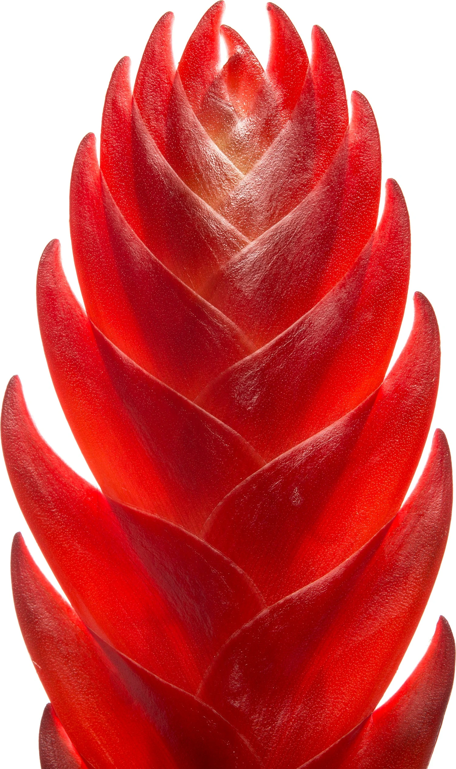 Vriesea (Vriesea 'Porto') D 12 H 45 Cm 4 Vriesea (Vriesea 'Porto') D 12 H 45 Cm - Afbeelding 2