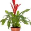 Vriesea (Vriesea 'Porto') D 12 H 45 Cm 1 Vriesea (Vriesea 'Porto') D 12 H 45 Cm -Groene Bloom Winkel 8717263648321 1