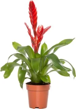 Vriesea (Vriesea 'Porto') D 12 H 45 Cm