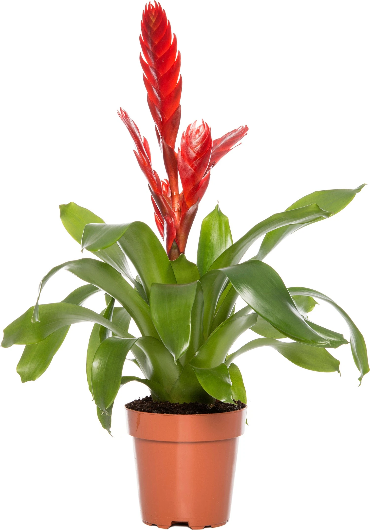 Vriesea (Vriesea 'Porto') D 12 H 45 Cm 3 Vriesea (Vriesea 'Porto') D 12 H 45 Cm