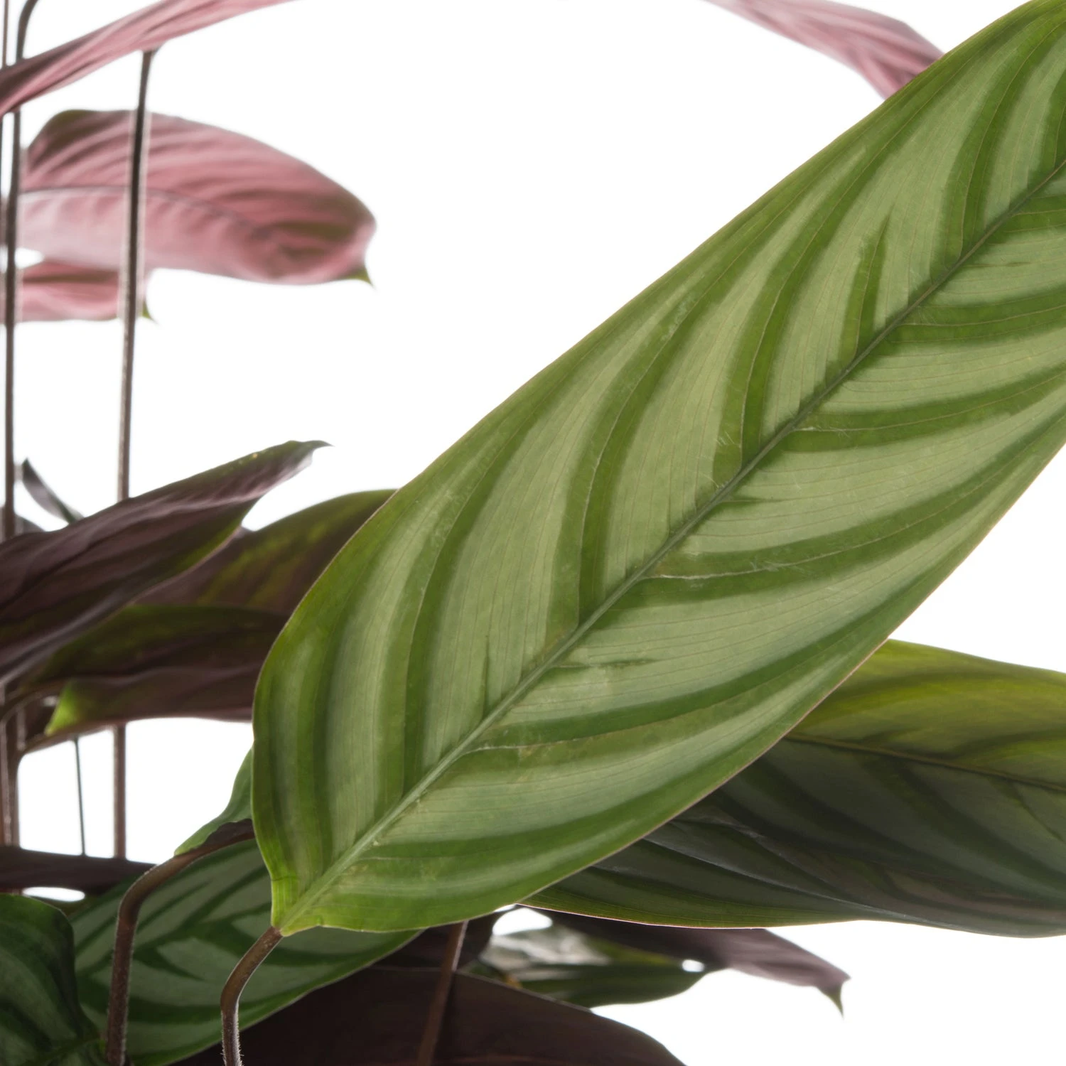 Ctenanthe (Ctenanthe Setosa 'Compact Star') D 21 H 100 Cm 4 Ctenanthe (Ctenanthe Setosa 'Compact Star') D 21 H 100 Cm - Afbeelding 2