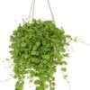 Dubbeltjesplant In Hangpot (Dischidia Nummularia) D 14 H 40 Cm -Groene Bloom Winkel 8717263649052