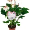 Flamingoplant (Anthurium Andreanum 'Fantasy Love') D 21 H 75 Cm -Groene Bloom Winkel 8717263649496 0