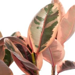 Rubberboom (Ficus Elastica 'Belize') D 27 H 90 Cm -Groene Bloom Winkel 8717263649519 2