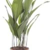 Kwartjesplant (Aspidistra Elatior) D 21 H 100 Cm 1 Kwartjesplant (Aspidistra Elatior) D 21 H 100 Cm -Groene Bloom Winkel 8717263650133 1