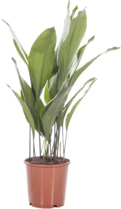 Kwartjesplant (Aspidistra Elatior) D 21 H 100 Cm