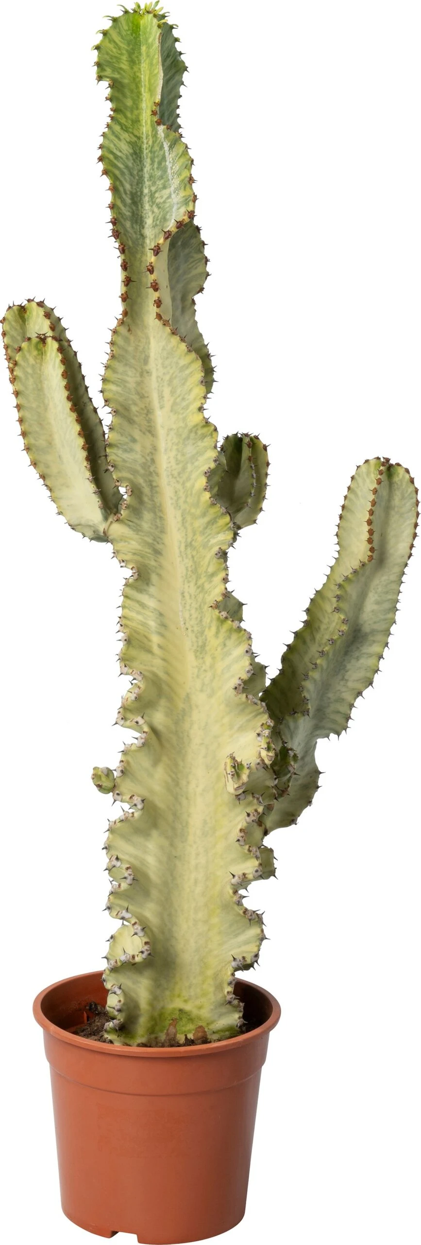 Cowboy-cactus (Euphorbia Ingens Canarias) D 26 H 70 Cm 3 Cowboy-cactus (Euphorbia Ingens Canarias) D 26 H 70 Cm