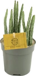 Kruiskruid (Senecio Stapiloformis) D 10,5 H 15 Cm