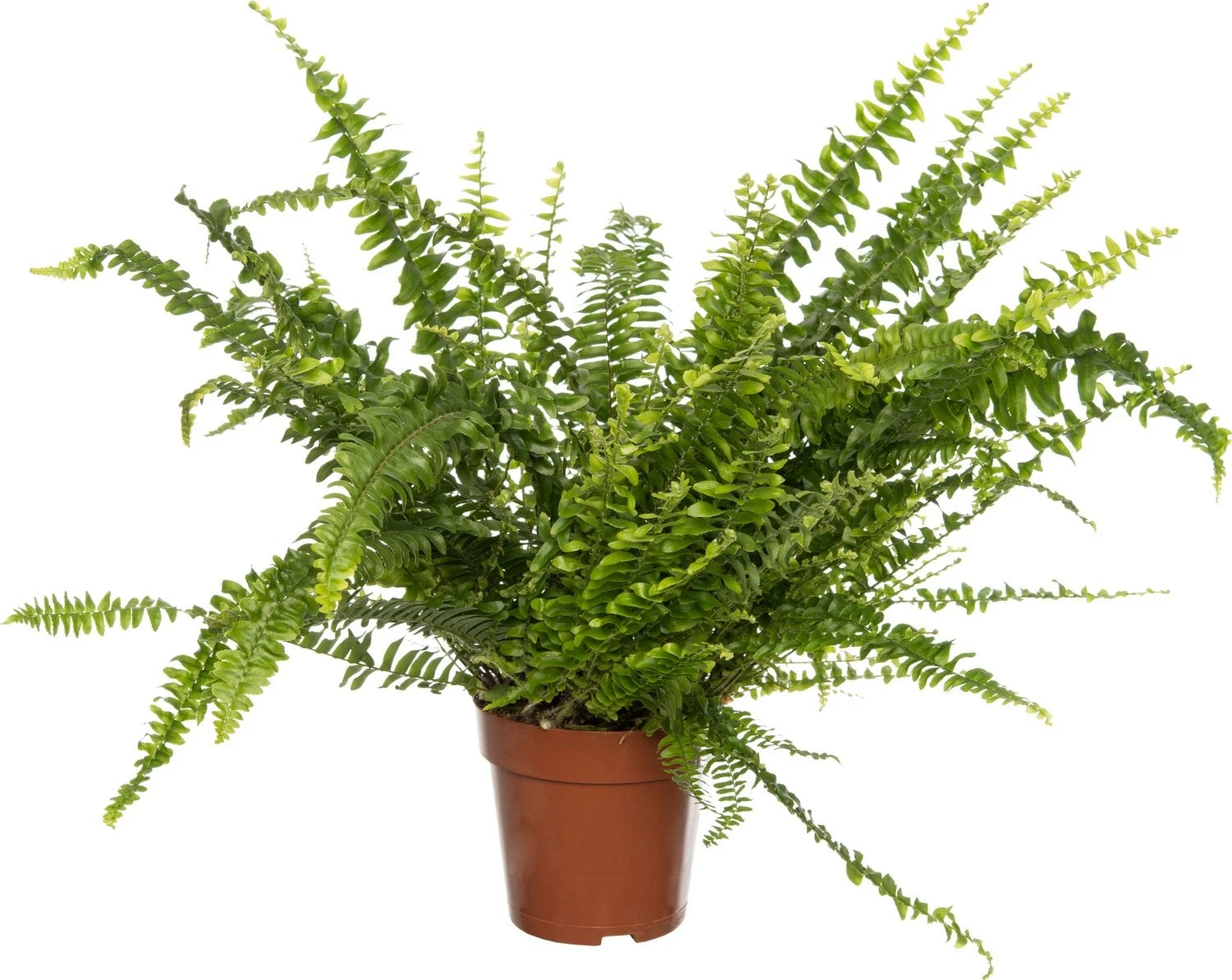 Krulvaren (Nephrolepis Exaltata 'Green Lady') D 12 H 35 Cm 3 Krulvaren (Nephrolepis Exaltata 'Green Lady') D 12 H 35 Cm