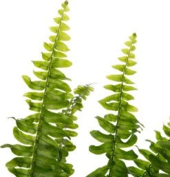 Krulvaren (Nephrolepis Exaltata 'Green Lady') D 12 H 35 Cm 5 Krulvaren (Nephrolepis Exaltata 'Green Lady') D 12 H 35 Cm -Groene Bloom Winkel 8717263650805 2