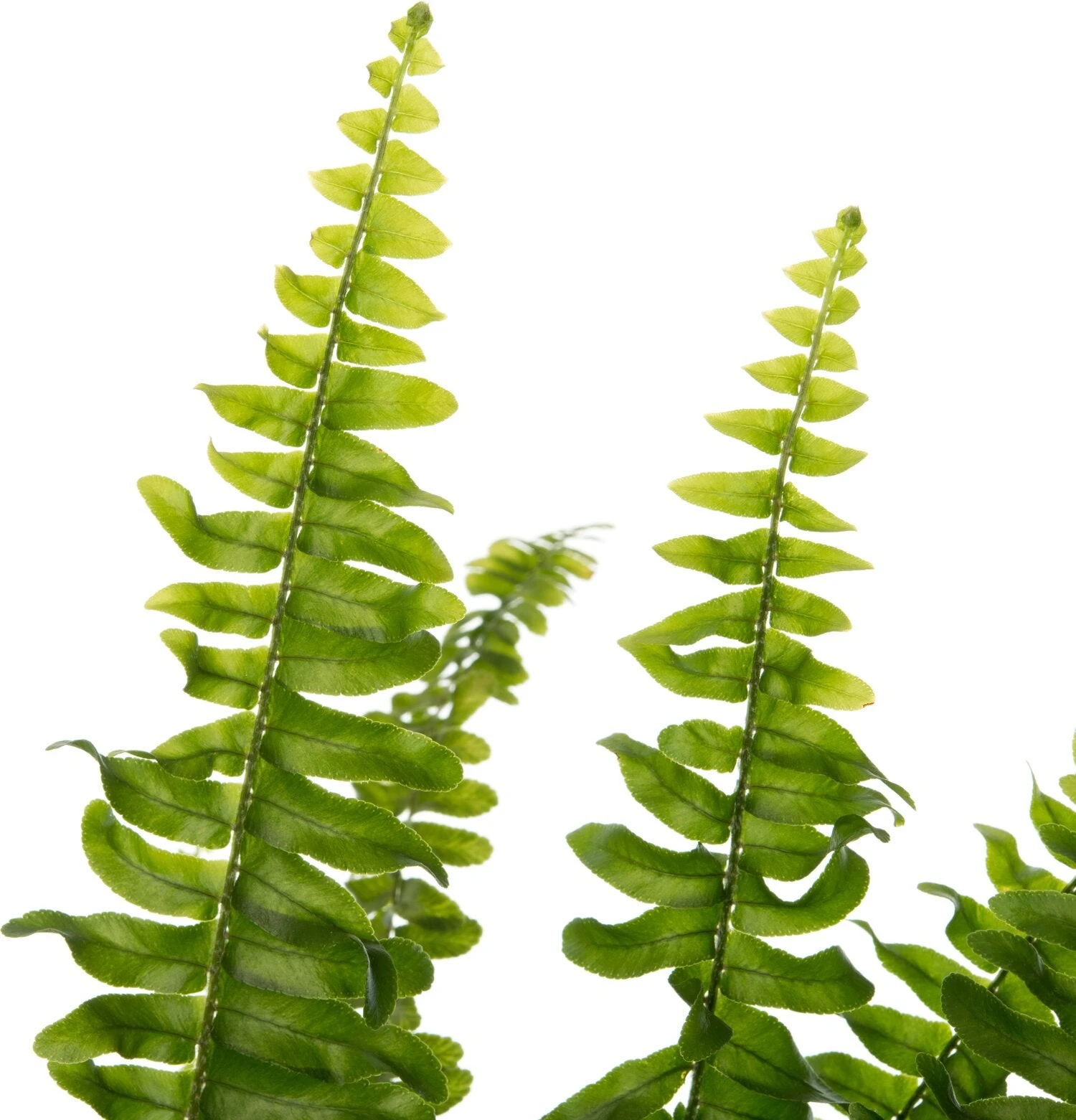 Krulvaren (Nephrolepis Exaltata 'Green Lady') D 12 H 35 Cm 4 Krulvaren (Nephrolepis Exaltata 'Green Lady') D 12 H 35 Cm - Afbeelding 2