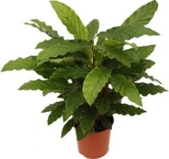Calathea (Calathea Rufibarba 'Miroscha') D 14 H 35 Cm