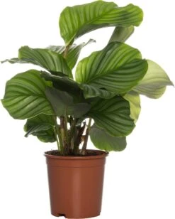 Calathea (Calathea Orbifolia) D 14 H 50 Cm