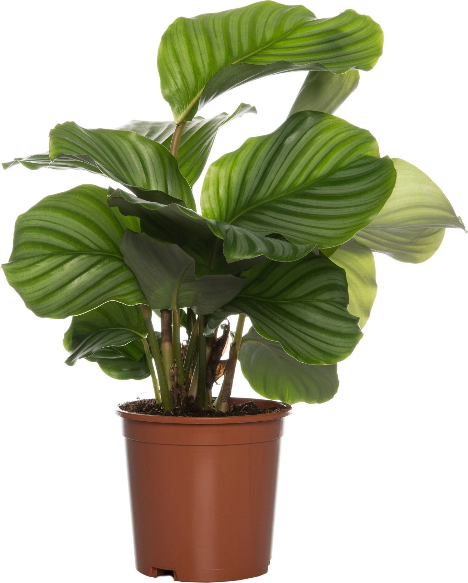 Calathea (Calathea Orbifolia) D 14 H 50 Cm 3 Calathea (Calathea Orbifolia) D 14 H 50 Cm