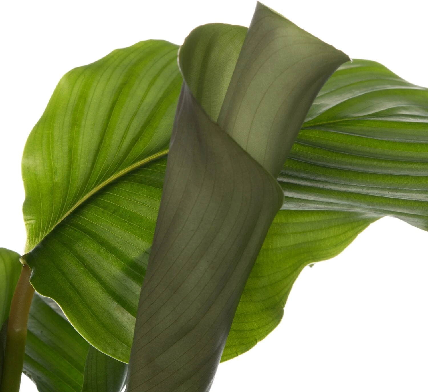 Calathea (Calathea Orbifolia) D 14 H 50 Cm 4 Calathea (Calathea Orbifolia) D 14 H 50 Cm - Afbeelding 2